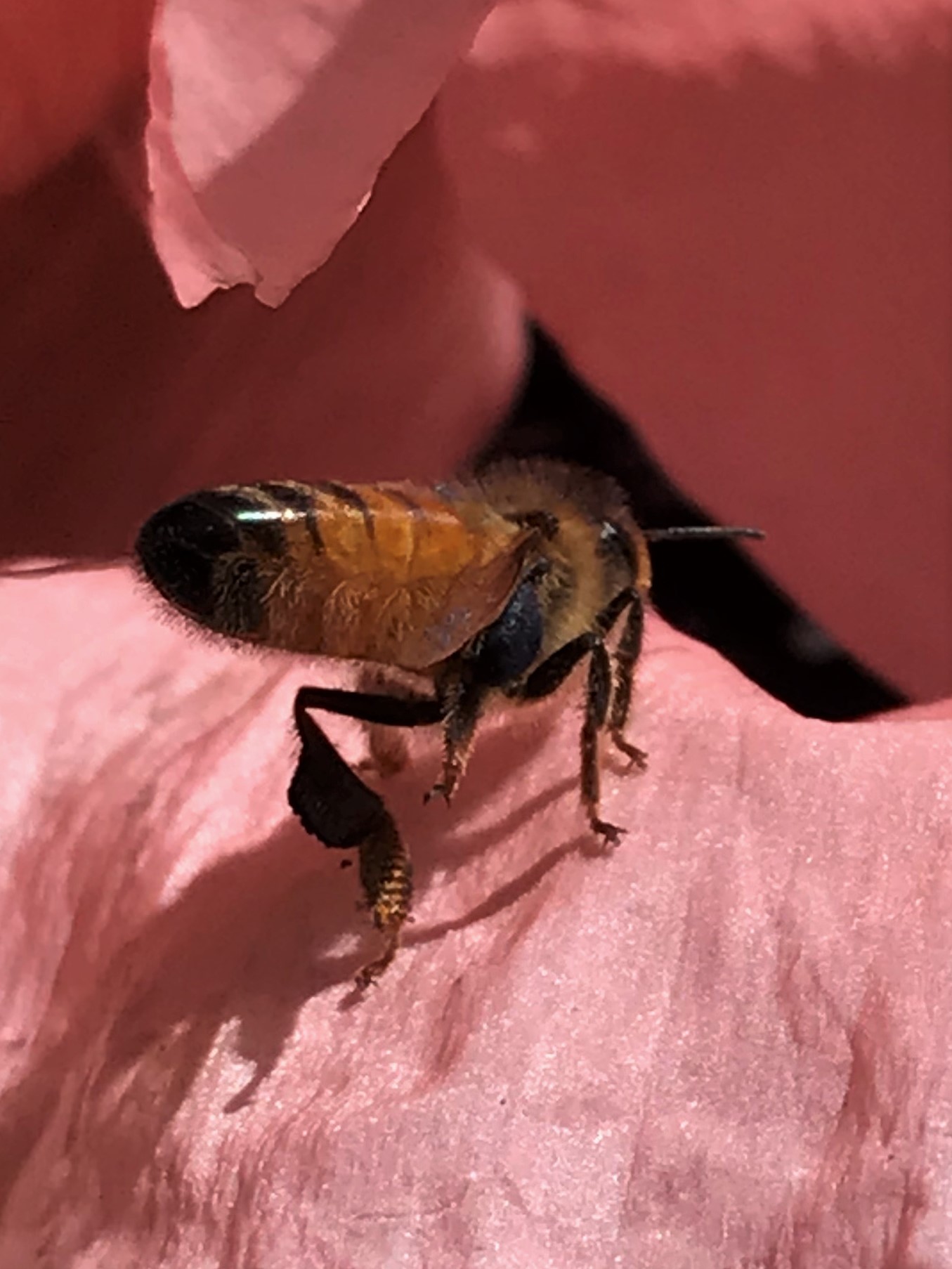 Photo Gallery – ROBERTS CREEK HONEY Co.